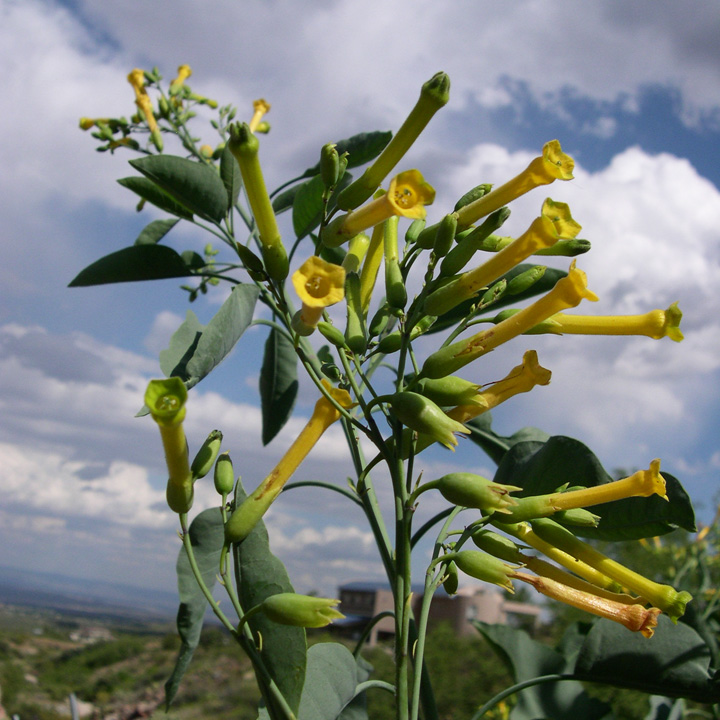 Nicotiana glauca image