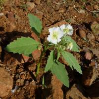 Physalis acutifolia image