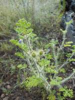 Solanum heterodoxum image