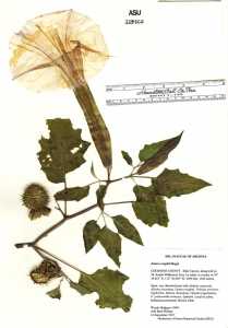 Datura wrightii image