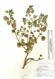 Physalis crassifolia image