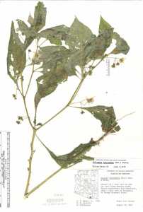 Jaltomata procumbens image