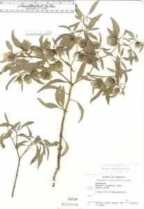 Physalis longifolia image