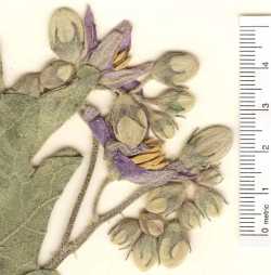 Solanum carolinense image