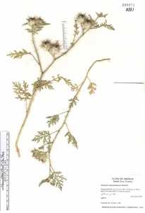 Solanum lumholtzianum image