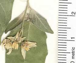 Solanum douglasii image