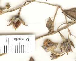 Solanum stoloniferum image