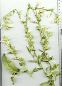 Nicotiana obtusifolia image