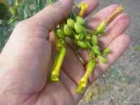 Nicotiana glauca image