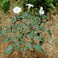 Datura wrightii image