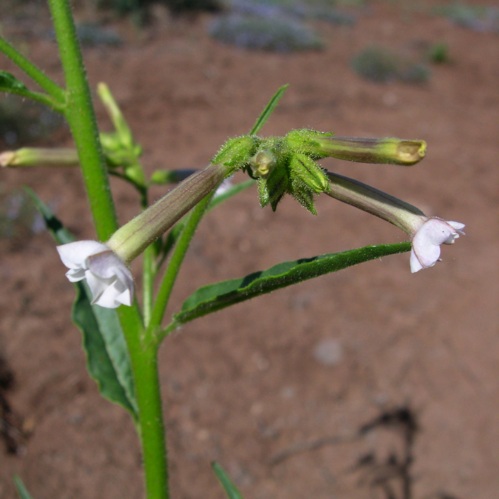 Nicotiana attenuata image