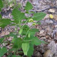 Physalis hederifolia image