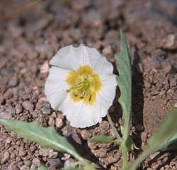 Physalis acutifolia image