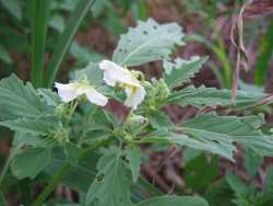 Physalis acutifolia image