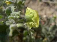 Physalis hederifolia image