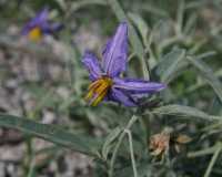 Solanum elaeagnifolium image