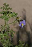 Solanum heterodoxum image