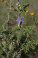 Solanum heterodoxum image