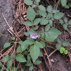 Solanum stoloniferum image