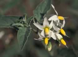 Image of Solanum douglasii