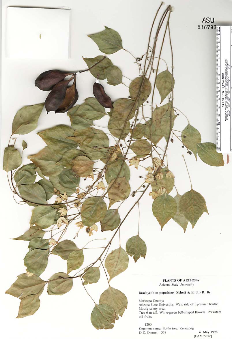 Brachychiton image