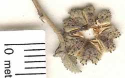 Ayenia microphylla image
