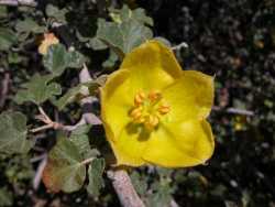 Image of Fremontodendron californicum