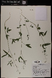 Desmodium neomexicanum image