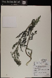 Indigofera sphaerocarpa image