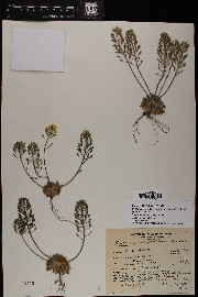 Draba asprella var. stelligera image