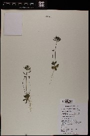 Draba cuneifolia image