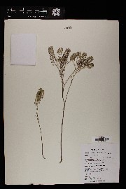 Lepidium virginicum var. menziesii image