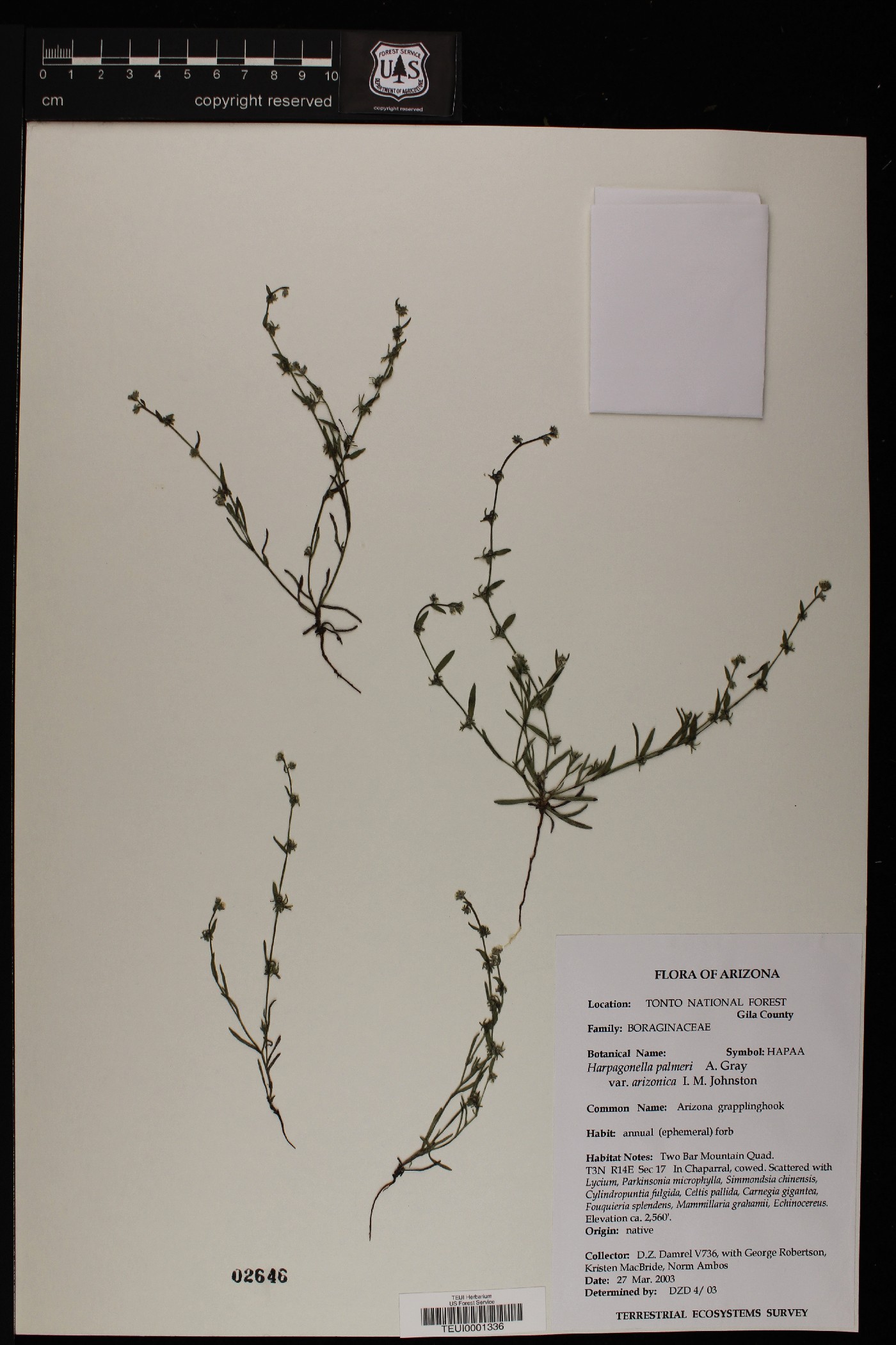 Harpagonella arizonica image