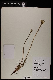 Uropappus lindleyi image