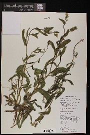 Amsinckia menziesii image