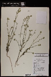 Cryptantha barbigera image