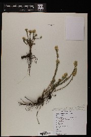 Symphyotrichum falcatum subsp. commutatum image