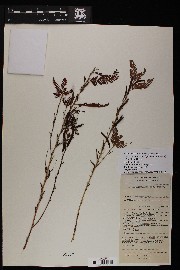 Chamaecrista nictitans var. leptadenia image