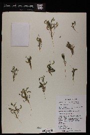 Astragalus nuttallianus image