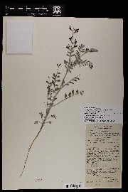 Astragalus lentiginosus var. lentiginosus image