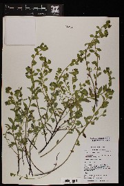 Euphorbia incisa image