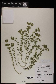 Euphorbia incisa image