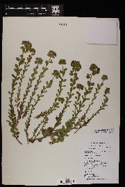 Euphorbia incisa image