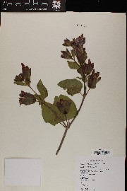 Mirabilis multiflora image