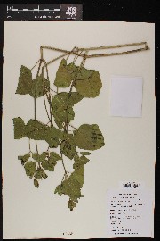 Mirabilis multiflora image