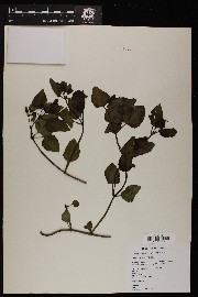 Mirabilis multiflora image