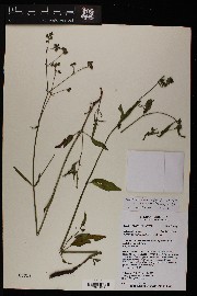 Mirabilis linearis var. decipiens image