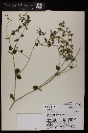 Mentzelia oligosperma image