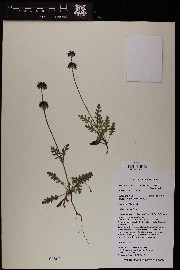 Salvia columbariae image