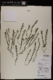 Hedeoma hyssopifolia image